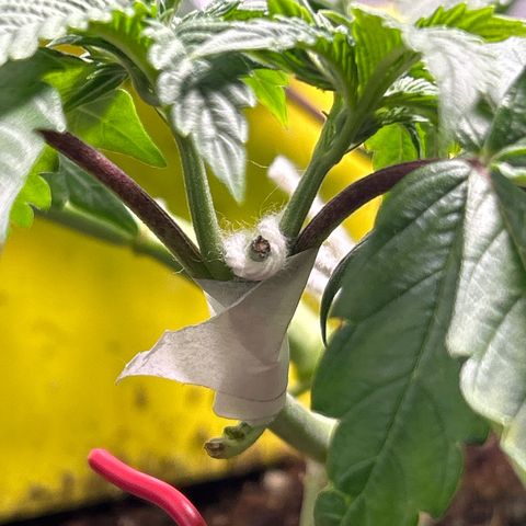 Blueberry Ze #1 growlog photo: Folha caída, galho quebrado 