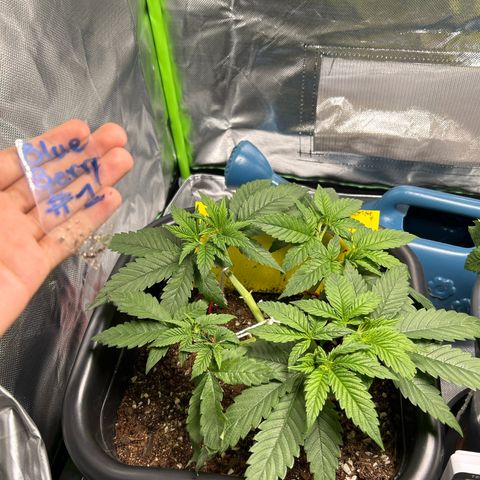 Blueberry Ze #1 growlog photo: Folha caída, galho quebrado 
