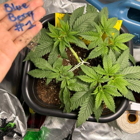 Blueberry Ze #1 growlog photo: Folha caída, galho quebrado 