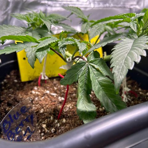 Blueberry Ze #1 growlog photo: Folha caída, galho quebrado 