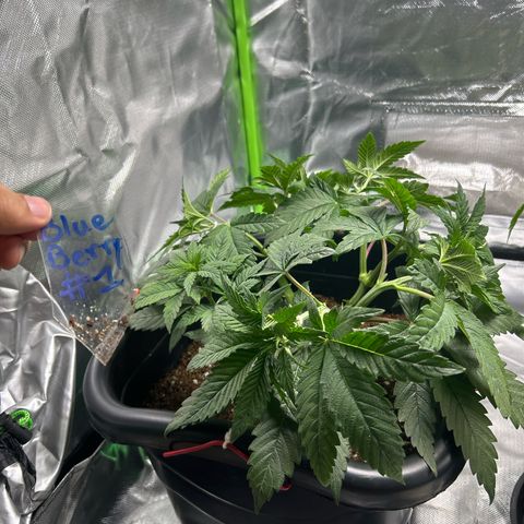 Blueberry Ze #1 growlog timeline photo