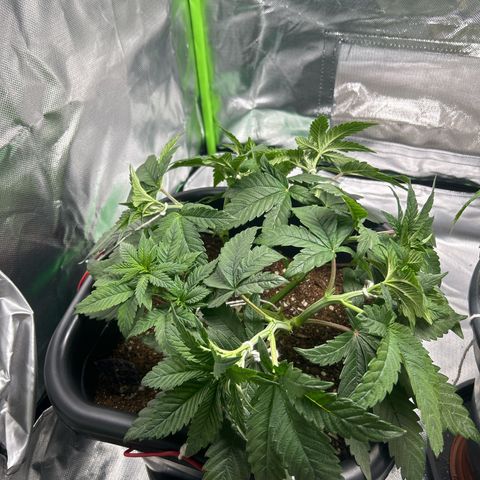 Blueberry Ze #1 growlog timeline photo