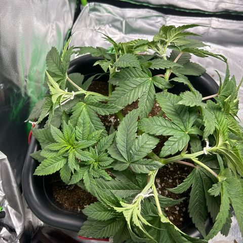 Blueberry Ze #1 growlog timeline photo
