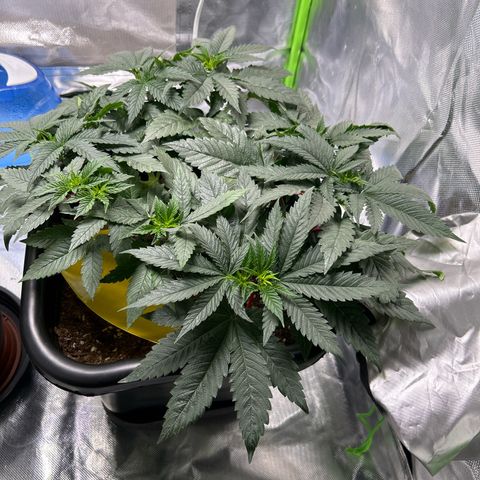 Blueberry Ze #1 growlog timeline photo