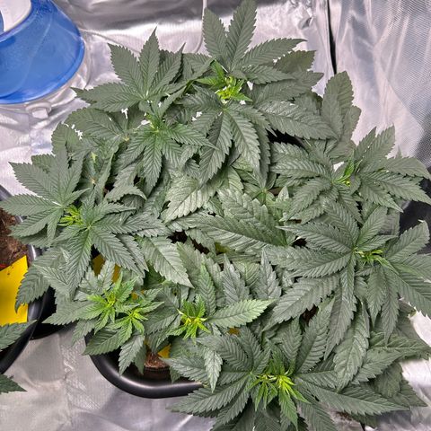 Blueberry Ze #1 growlog timeline photo
