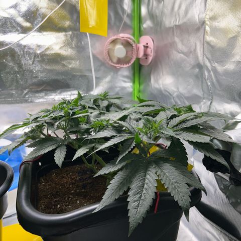 Blueberry Ze #1 growlog timeline photo