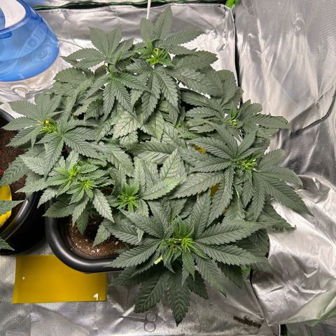 Blueberry Ze #1 growlog timeline photo