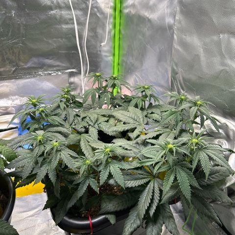 Blueberry Ze #1 growlog timeline photo