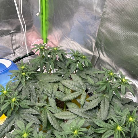 Blueberry Ze #1 growlog timeline photo