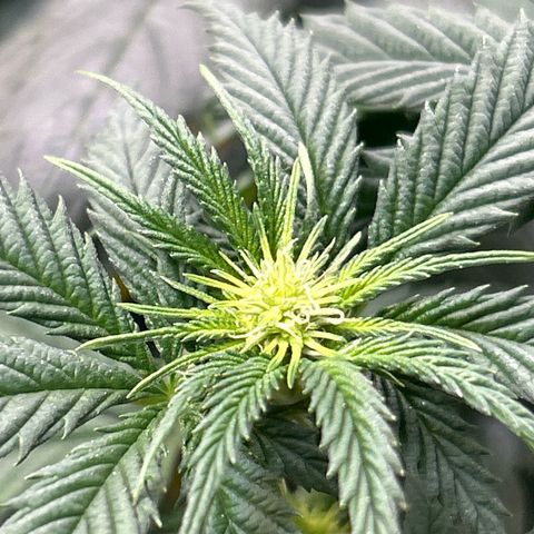 Blueberry Ze #1 growlog timeline photo