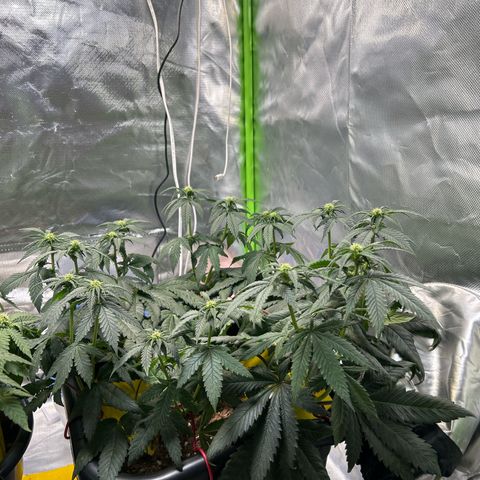 Blueberry Ze #1 growlog timeline photo