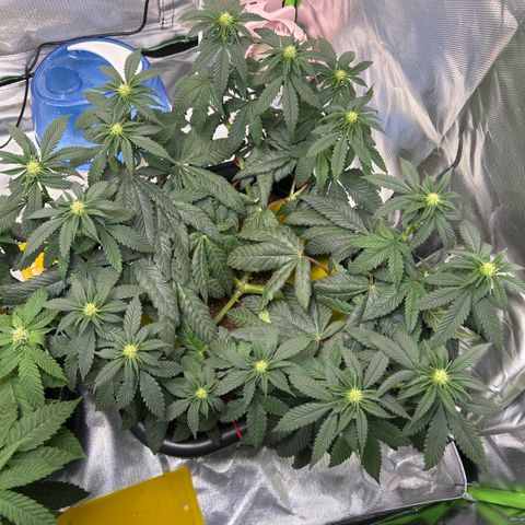 Blueberry Ze #1 growlog timeline photo