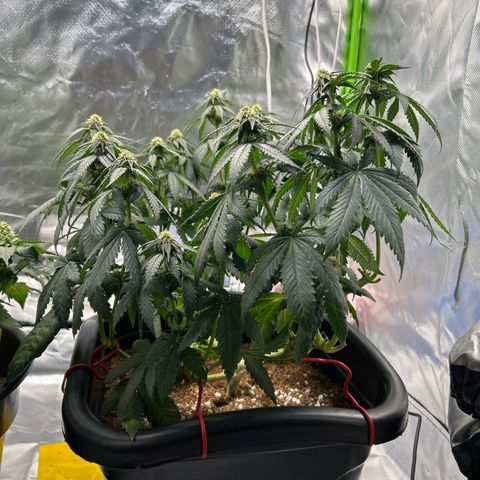 Blueberry Ze #1 growlog timeline photo