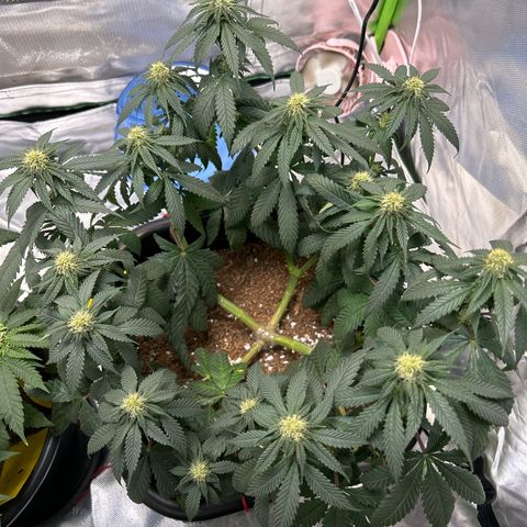 Blueberry Ze #1 growlog timeline photo