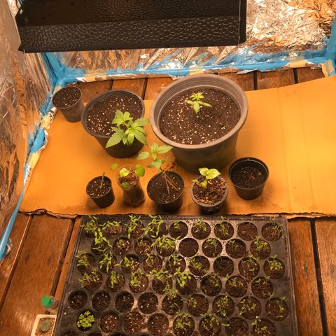COP AUTO growlog timeline photo