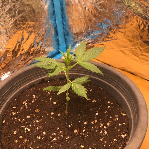 COP AUTO growlog timeline photo