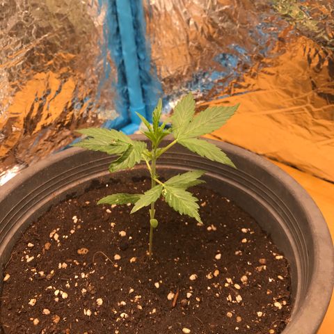 COP AUTO growlog timeline photo