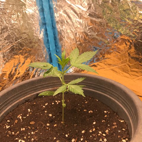 COP AUTO growlog timeline photo