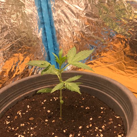 COP AUTO growlog timeline photo