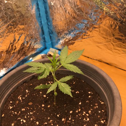 COP AUTO growlog timeline photo