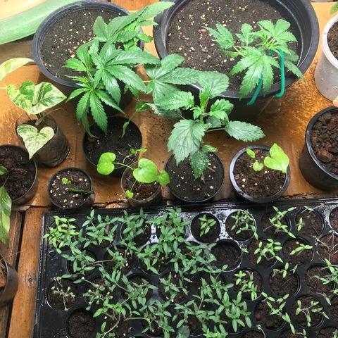 COP AUTO growlog timeline photo