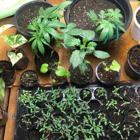 COP AUTO growlog timeline photo
