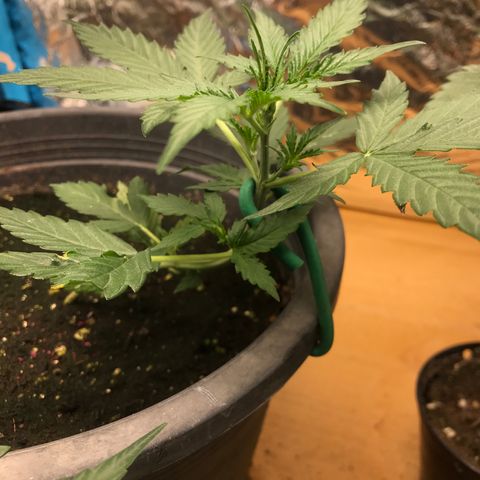 COP AUTO growlog timeline photo