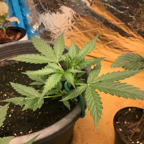 COP AUTO growlog timeline photo