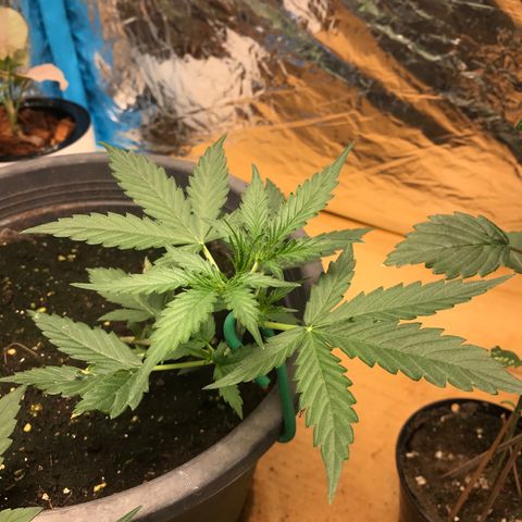 COP AUTO growlog timeline photo