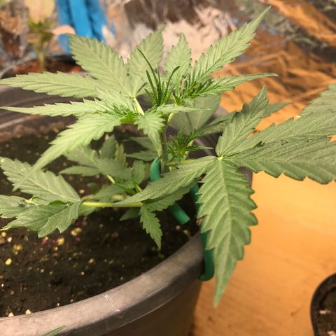 COP AUTO growlog timeline photo