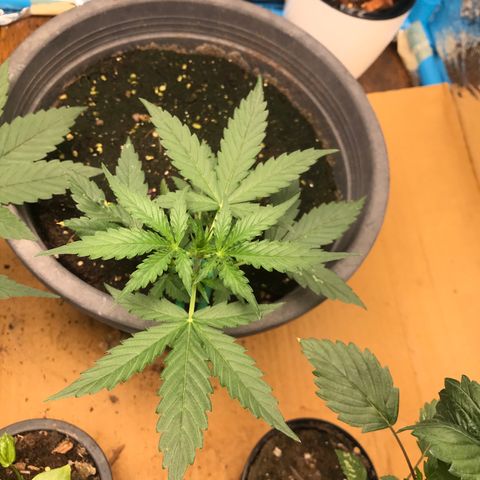 COP AUTO growlog timeline photo