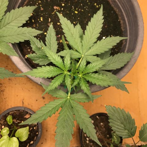 COP AUTO growlog timeline photo