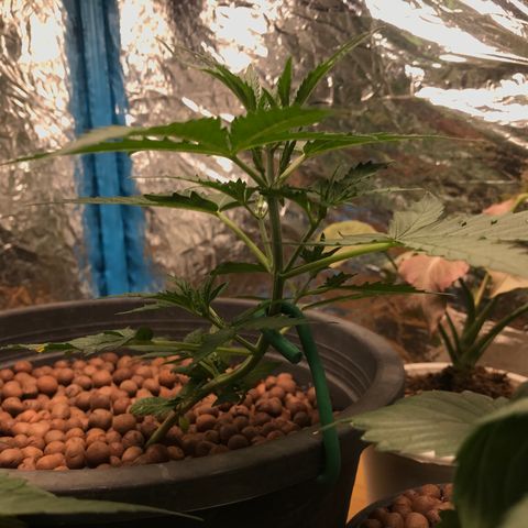 COP AUTO growlog timeline photo
