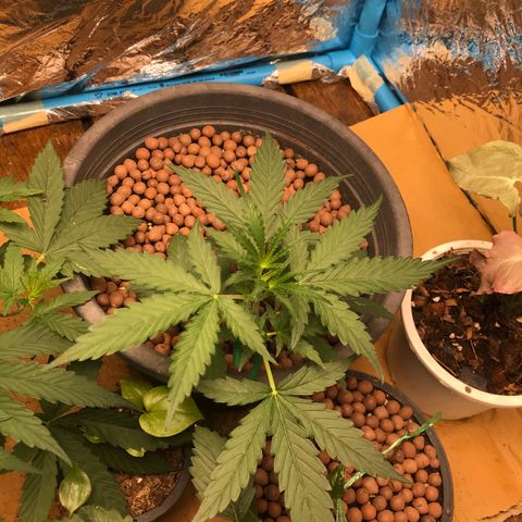 COP AUTO growlog timeline photo