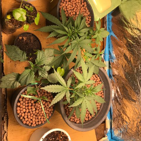 COP AUTO growlog timeline photo