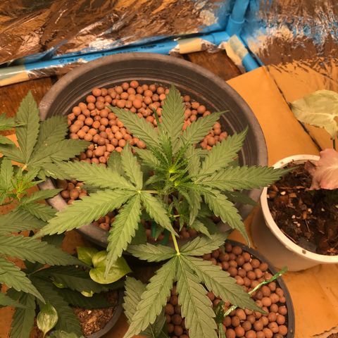 COP AUTO growlog timeline photo