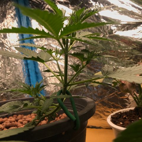 COP AUTO growlog timeline photo