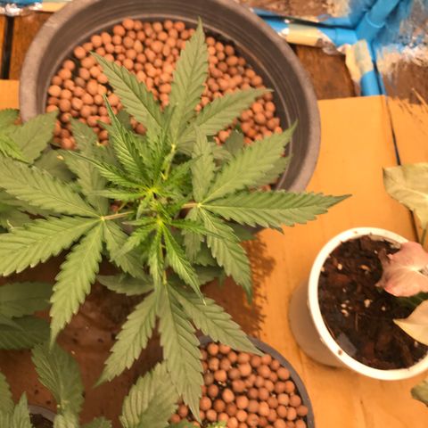 COP AUTO growlog timeline photo