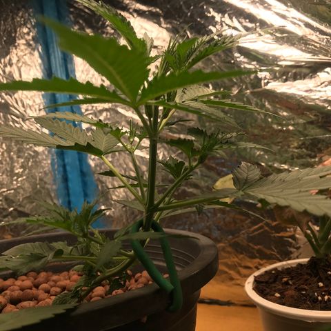 COP AUTO growlog timeline photo