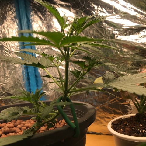 COP AUTO growlog timeline photo