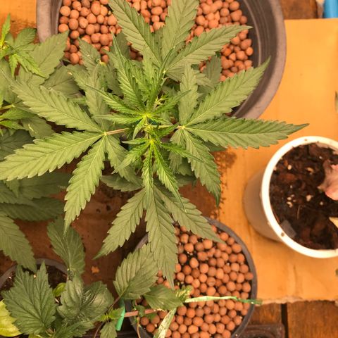 COP AUTO growlog timeline photo