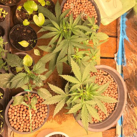 COP AUTO growlog timeline photo