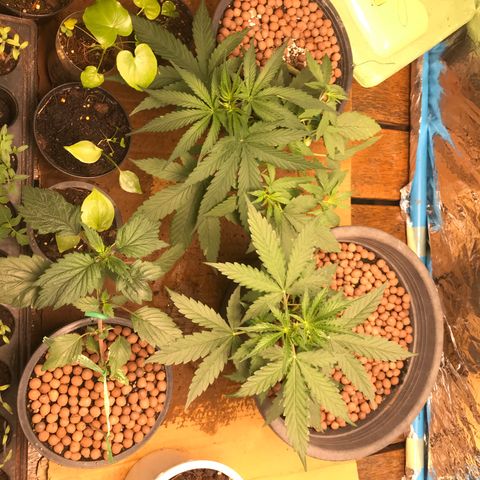 COP AUTO growlog timeline photo