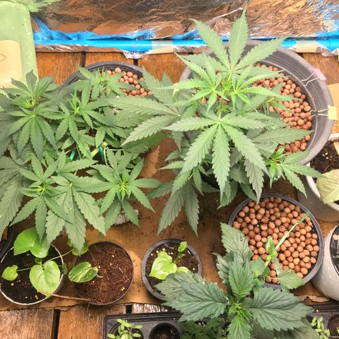 COP AUTO growlog timeline photo