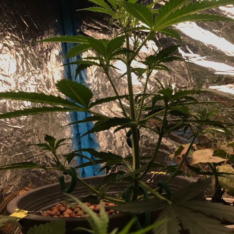 COP AUTO growlog timeline photo