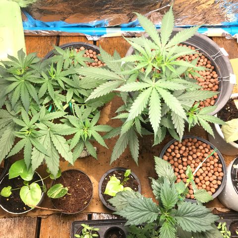 COP AUTO growlog timeline photo