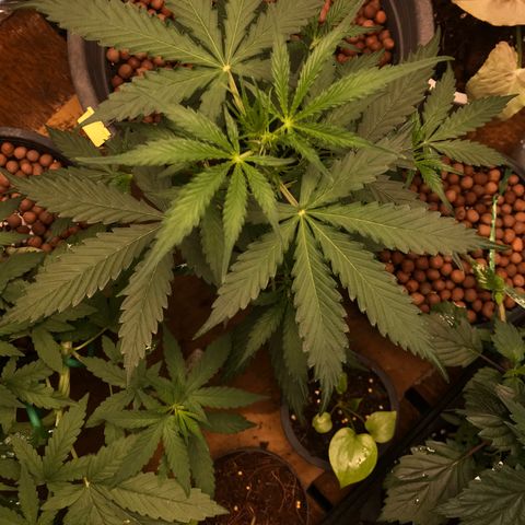 COP AUTO growlog timeline photo