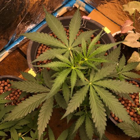 COP AUTO growlog timeline photo