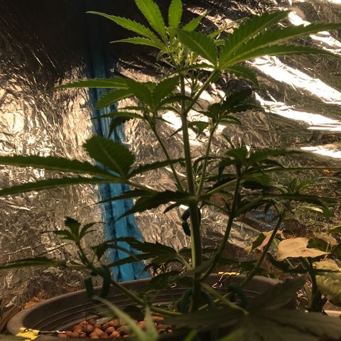 COP AUTO growlog timeline photo