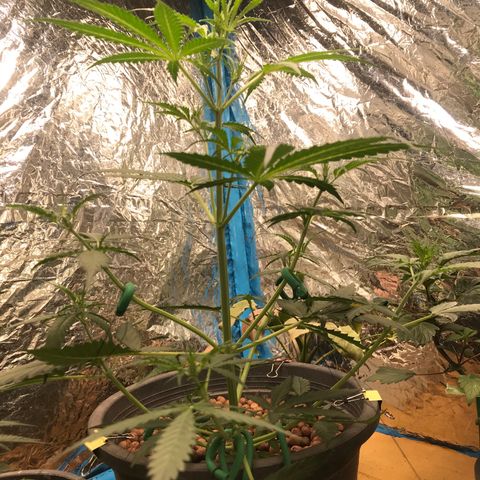 COP AUTO growlog timeline photo